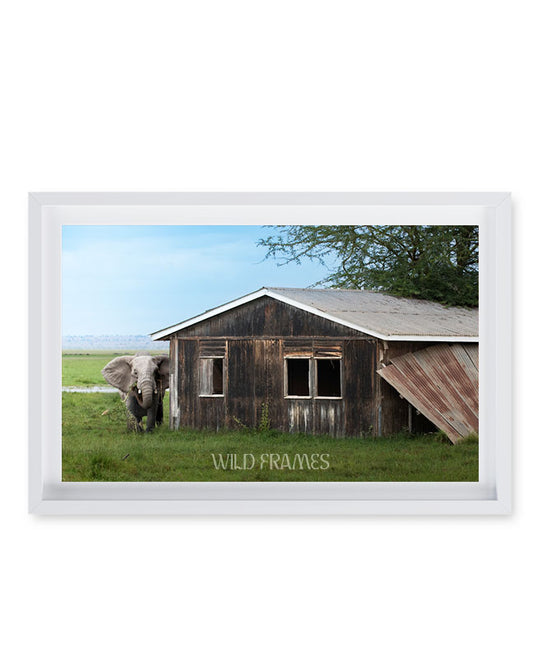 Elephant Near A Cabin Africa - Premium Paper