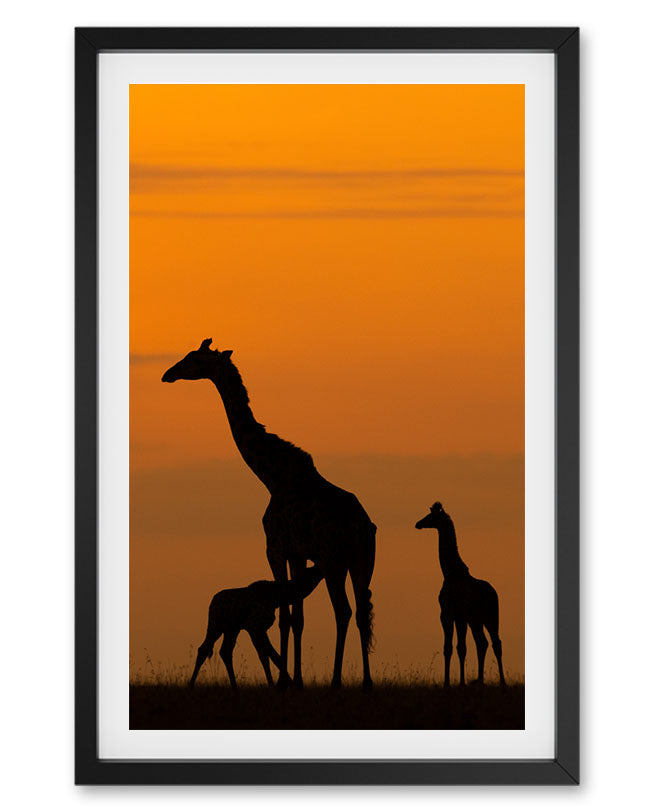 Giraffe Milking Africa - Premium Paper