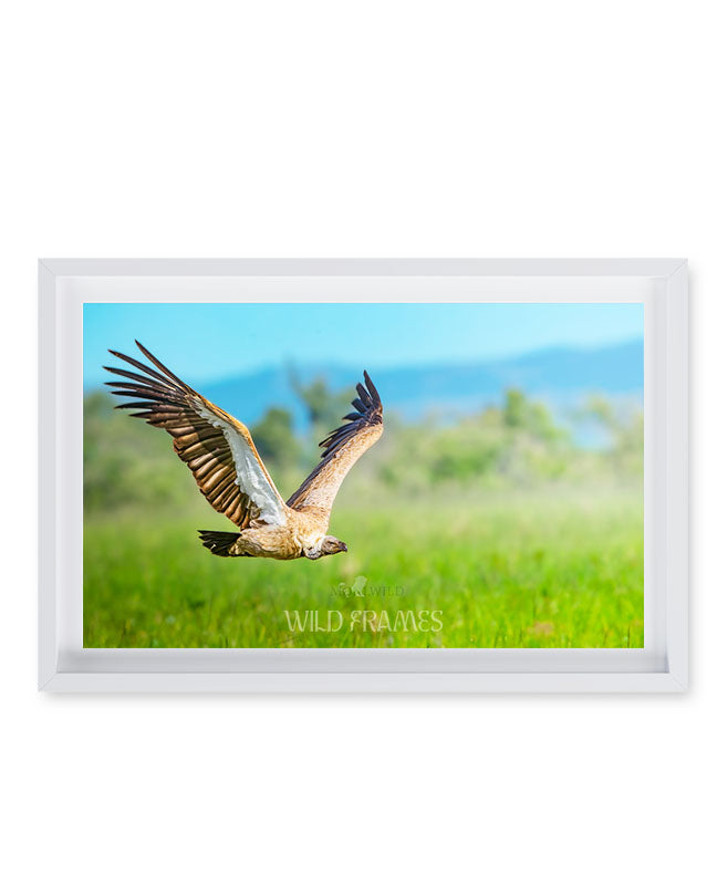 Vulture in Flight - Premium Paper
